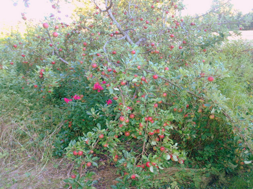 Backyard Apple Tree.